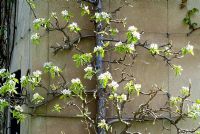 Espalier Pear tree with blossom against wall