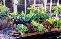 Wooden seed trays with mixed vegetable seedlings on glasshouse staging shelves May