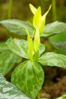 Trillium luteum - Wood Lily