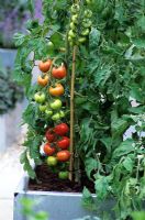 Tomato 'Tigerlla' grown in galvanised steel container