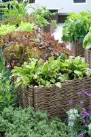 Salad leaves and vegetables growing in raised wicker beds