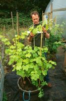 Man training Vitis - Grapevine growing in wooden container