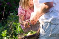 Girl with father in vegetable garden picking peas