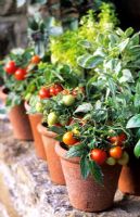 Pots of miniature dwarf tomatoes 'Micro Tom' and mixed basils on windowsill including Ocimum 'African Blue' and Thai 'Pesto Perpetuo'