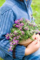 Child carrying pot of herbs, Thymus serpyllum 'Purple Beauty' and Thymus praecox 'Pink Chintz'