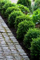 Young Buxus sempervirens edging a cobblestone path