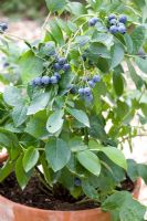 Vaccinium 'Toro' - Blueberries