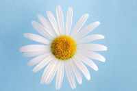 Chrysanthemum - Daisy