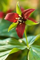 Trillium sulcatum - Wood Lily 