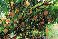 Prunus persicus 'Perigrine' - Peaches grown under glass