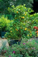 Orange tree in Versailles planter in Mediterranean style garden in August. Designed by Alan Titchmarsh at Barleywood, Hampshire.