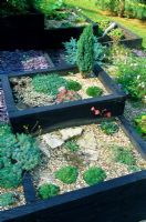 Raised beds with alpine plants in gravel. Designed by Alan Titchmarsh at Barleywood, Hampshire.