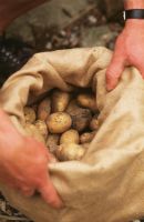 Potatoes stored in sack
