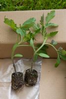 Grafted tomato plants 