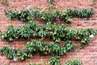 Espaliered pear tree against wall with pear liquor jars