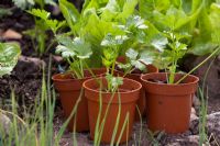 Celery seedlings 