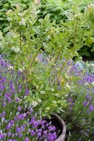 Container blueberries with lavender - Good for pollination 