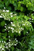 Hydrangea petiolaris - Eldenhurst