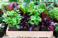 Herbs, salad leaves and vegetables growing in containers and trays