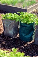 Potatoes being grown in sacks and bags