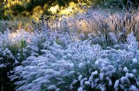 Frost covered grasses and seedheads of perennials including Pennisetum alopecuroides 'Hameln', Verbena bonariensis, Echinacea and Panicum virgatum 'Hanse Herms' in the Decennium border at Knoll Gardens, Dorset. November.