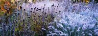 Frost covered grasses and seedheads of perennials including Pennisetum alopecuroides 'Hameln', Echinacea purpurea 'Leuchstern' and Panicum virgatum 'Hanse Herms' in the Decennium border at Knoll Gardens, Dorset. November.
