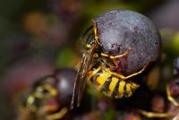 Common Wasps, Vesputa vulgaris, feeding on Vitis vinifera, dessert grape, 'Gagarin Blue' on the vine