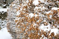 Beech hedge in snow. Fagus