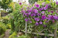 Rustic trellis with purple climbing clematis with flowers in profusion, packed into an idyllic English cottage garden, at Grafton Cottage ,NGS, Barton-under-Needwood Staffordshire