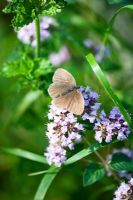 Origanum with butterfly