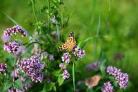 Origanum with butterfly
