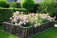 Rosa 'Bonica' with woven willow fencing