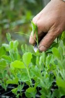 Lathyrus odoratus - Pinching out the growing tips of sweet pea seedlings with a knife to promote bushy growth