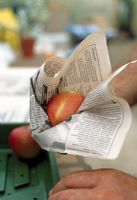 Storing Apples. Step 9 of 9. Wrapping in newspaper