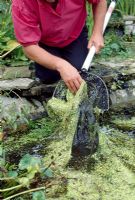 Ponds - Thinning oxygenating weed by hand and net 
