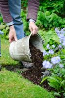 Mulching plants in a border with garden compost