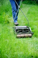 Mowing a grass path through long grass with a hand cylinder mower