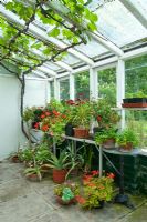 Conservatory with Pelargoniums, Fuchsias and succulents on staging and shelves, grapevine trained along rafters