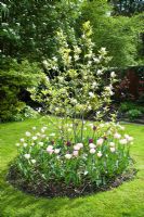 Magnolia underplanted with tulips in circular bed in lawn