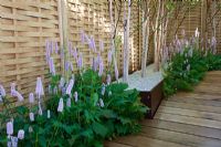 Persicaria bistorta 'Superba' edge an oak path and fence with Betula utilis planted in raised beds. The Go Modern Garden, Silver medal winner at RHS Chelsea Flower Show 2010