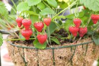 Fragaria - Strawberries in hanging basket. RHS Chelsea Flower Show 2010 
 