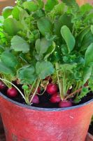 Radishes growing in old bucket.  RHS Chelsea Flower Show 2010 
 