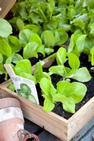 Lactuca sativa - Lettuce 'Tom Thumb' seedlings in wooden crate, RHS Chelsea Flower Show 2010 
