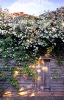 Wooden shed with Rosa 'Rambling Rector'