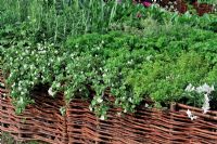 Bacopa 'Snowtopia' trailing in Herb bed with woven willow edging