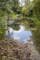 Large pond covered in Nymphaea - Waterlily foliage