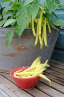 Dwarf French beans 'Sonesta' growing in old zinc bath and harvested beans in bowl