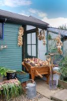 View of potting shed and greenhouse in late summer with drying crops of onions, garlic and shallots
