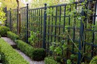 Black painted trellis and Buxus - Box edging in small urban garden