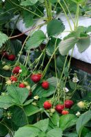 Strawberries grown in growbags in greenhouse